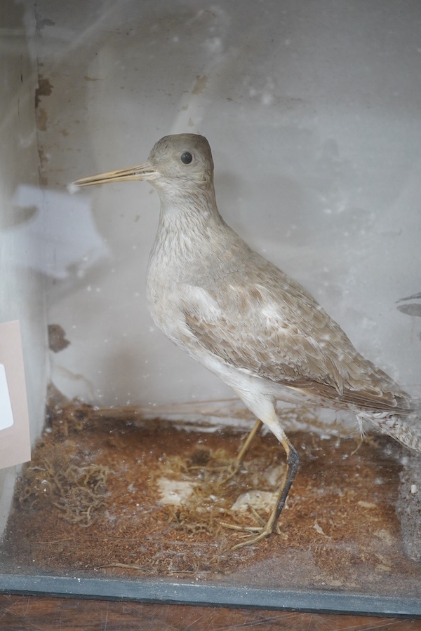 A cased taxidermy group of two Willets, 40.5cm wide, 31cm high. Condition - fair